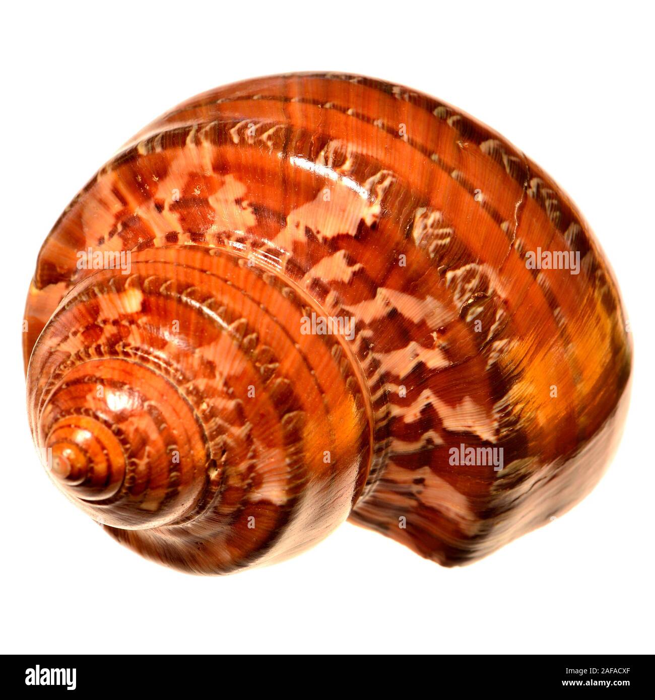 Turbo snail hires stock photography and images Alamy