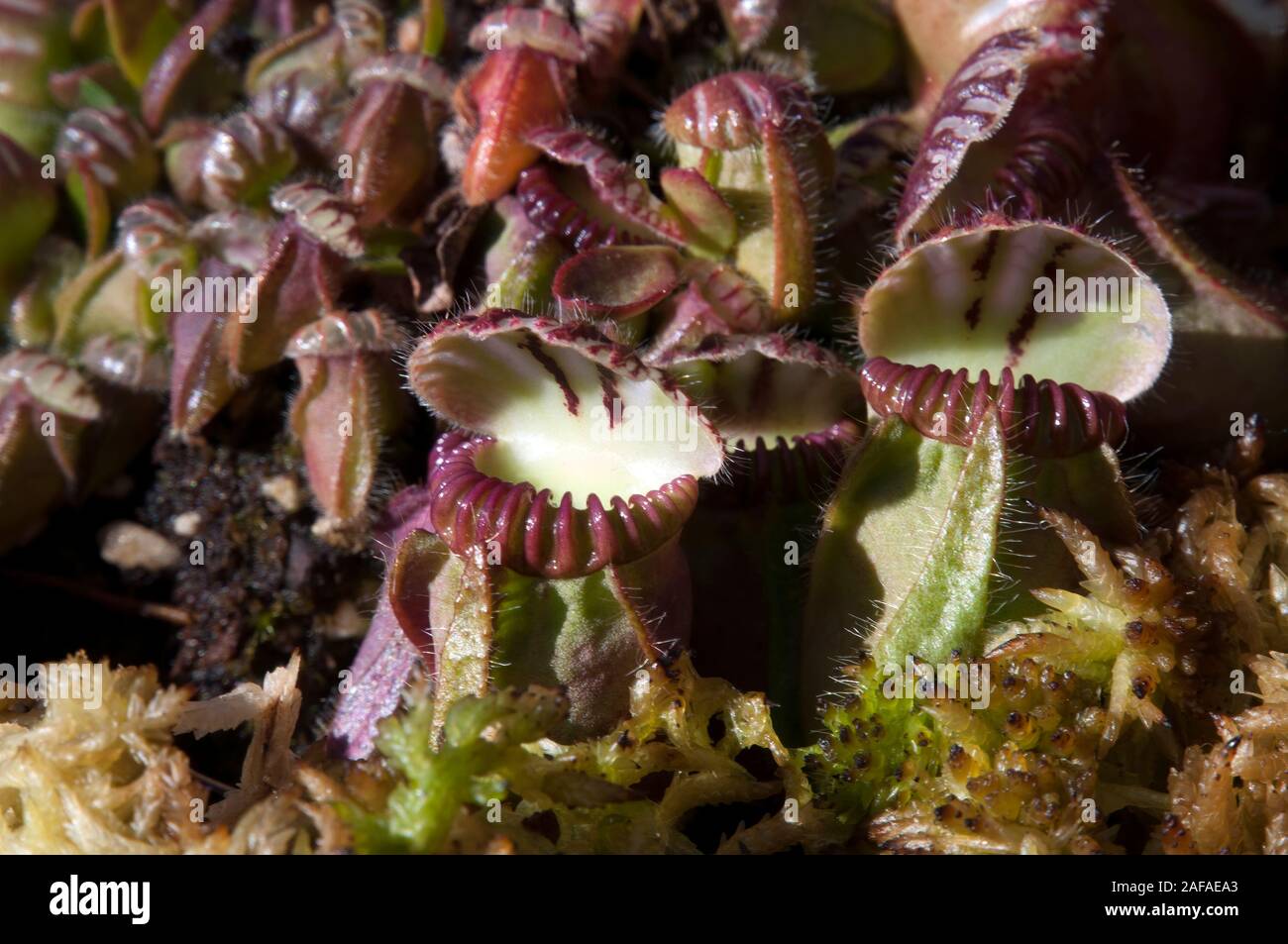 Sydney Australia, albany pitcher plants native to australia Stock Photo