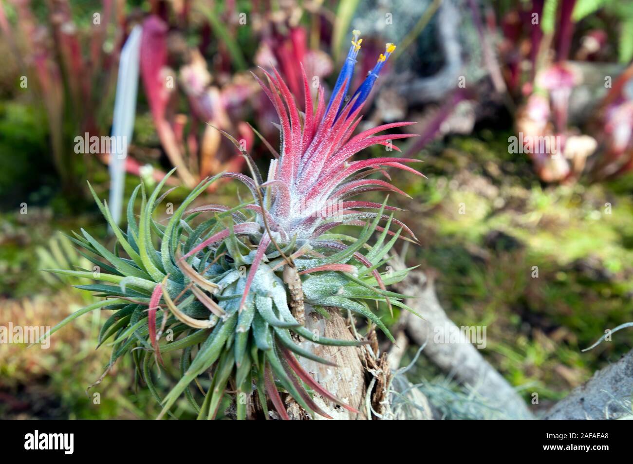 Sydney Australia, purple flowering tillandsia or airplant an epiphyte Stock Photo