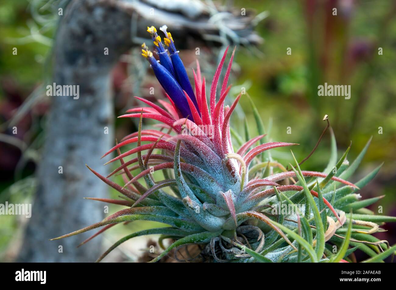 Sydney Australia, purple flowering tillandsia or airplant an epiphyte Stock Photo