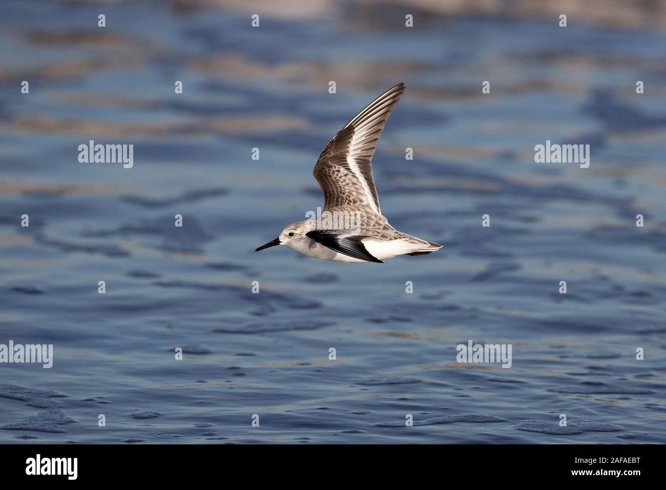 Winter sanderling in flight hi-res stock photography and images - Alamy