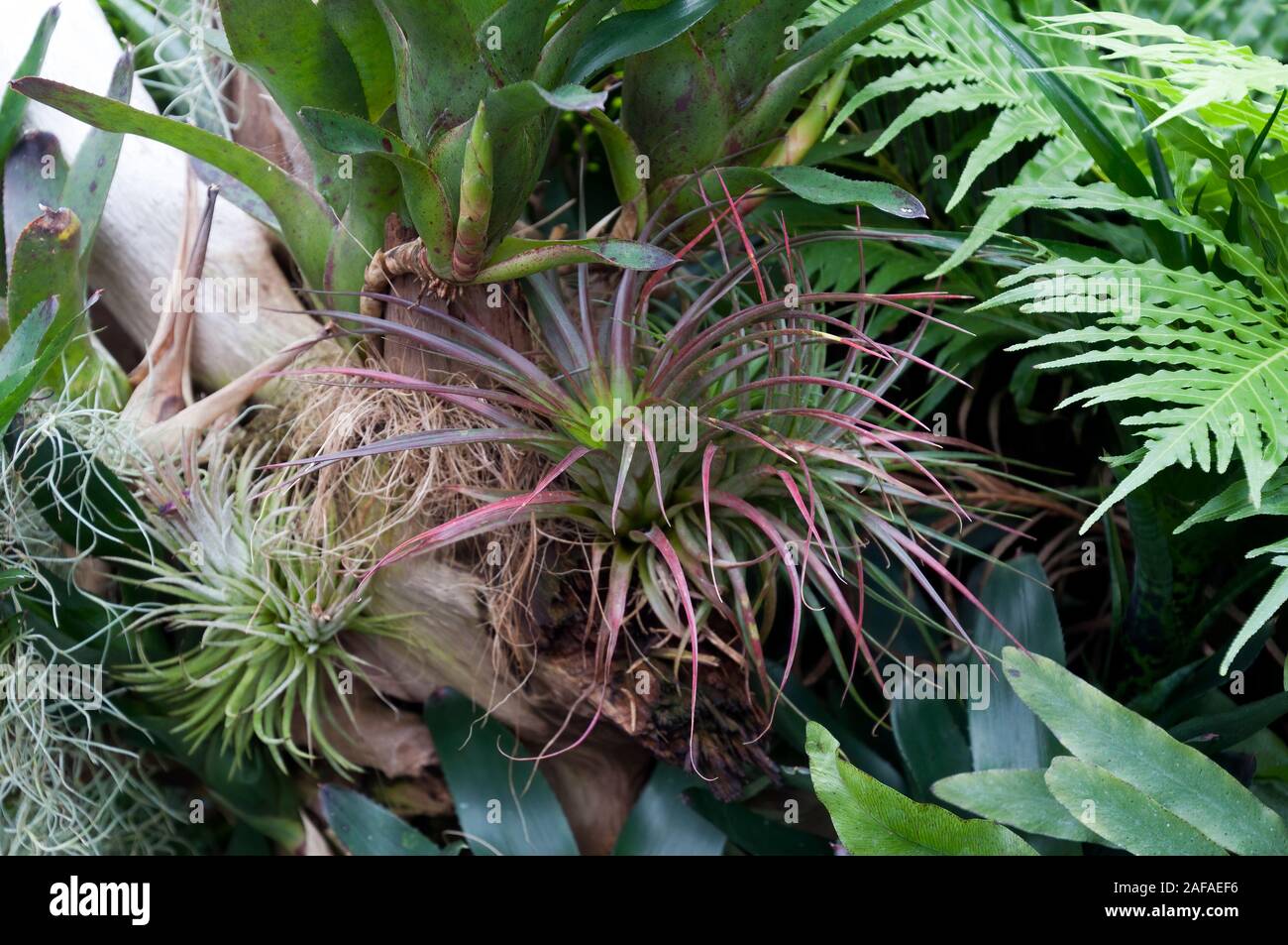 Sydney Australia, various tillandsia airplants in garden Stock Photo