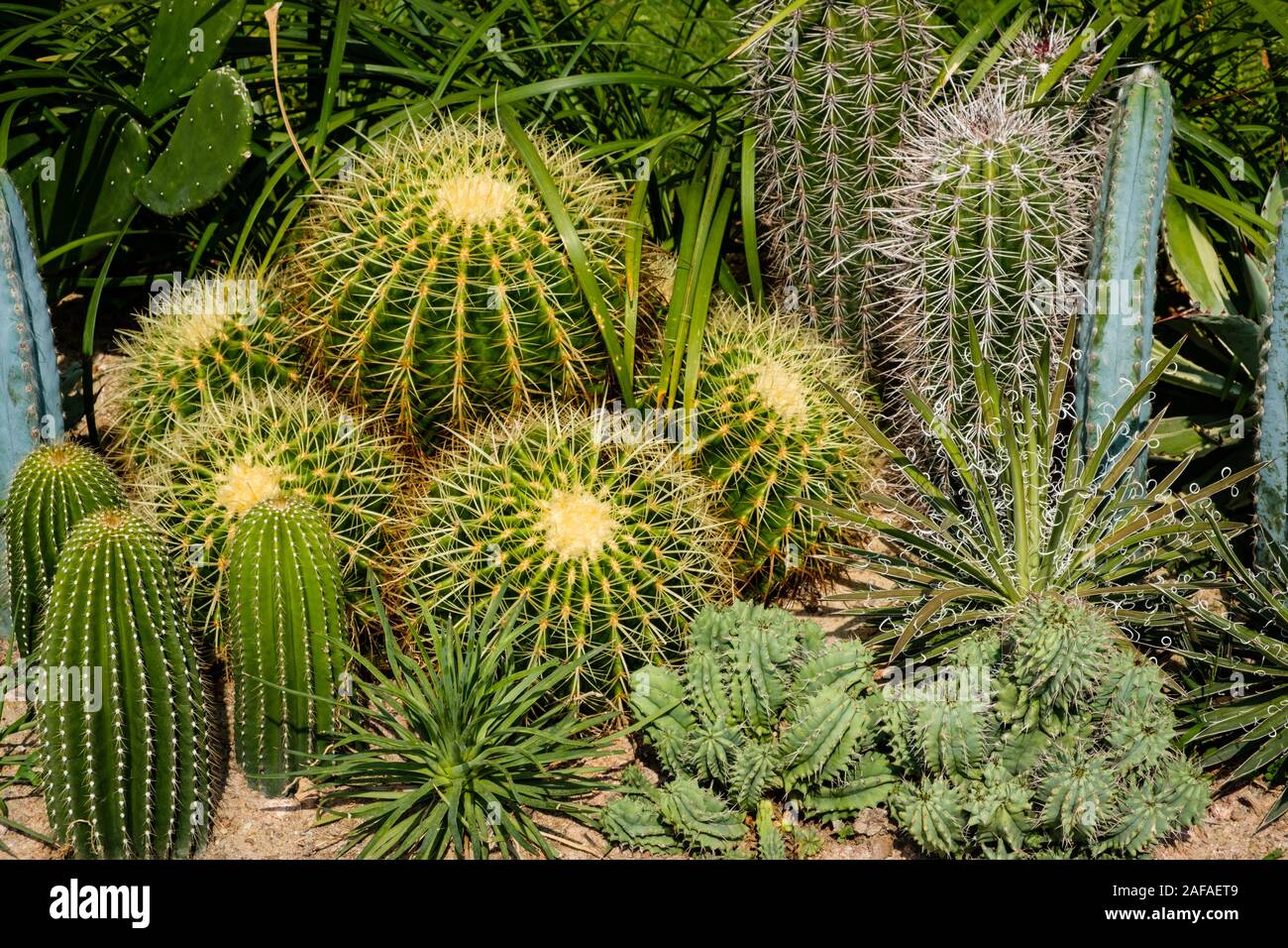 Cactus plant closeup in cacti garden Stock Photo