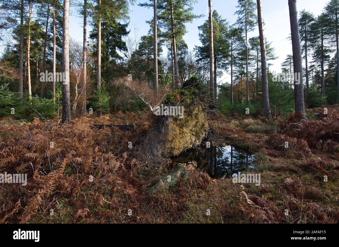 A small stream near Bolderwood in the New Forest Hampshire, taken  'contre-jour' meaning against the light Stock Photo - Alamy