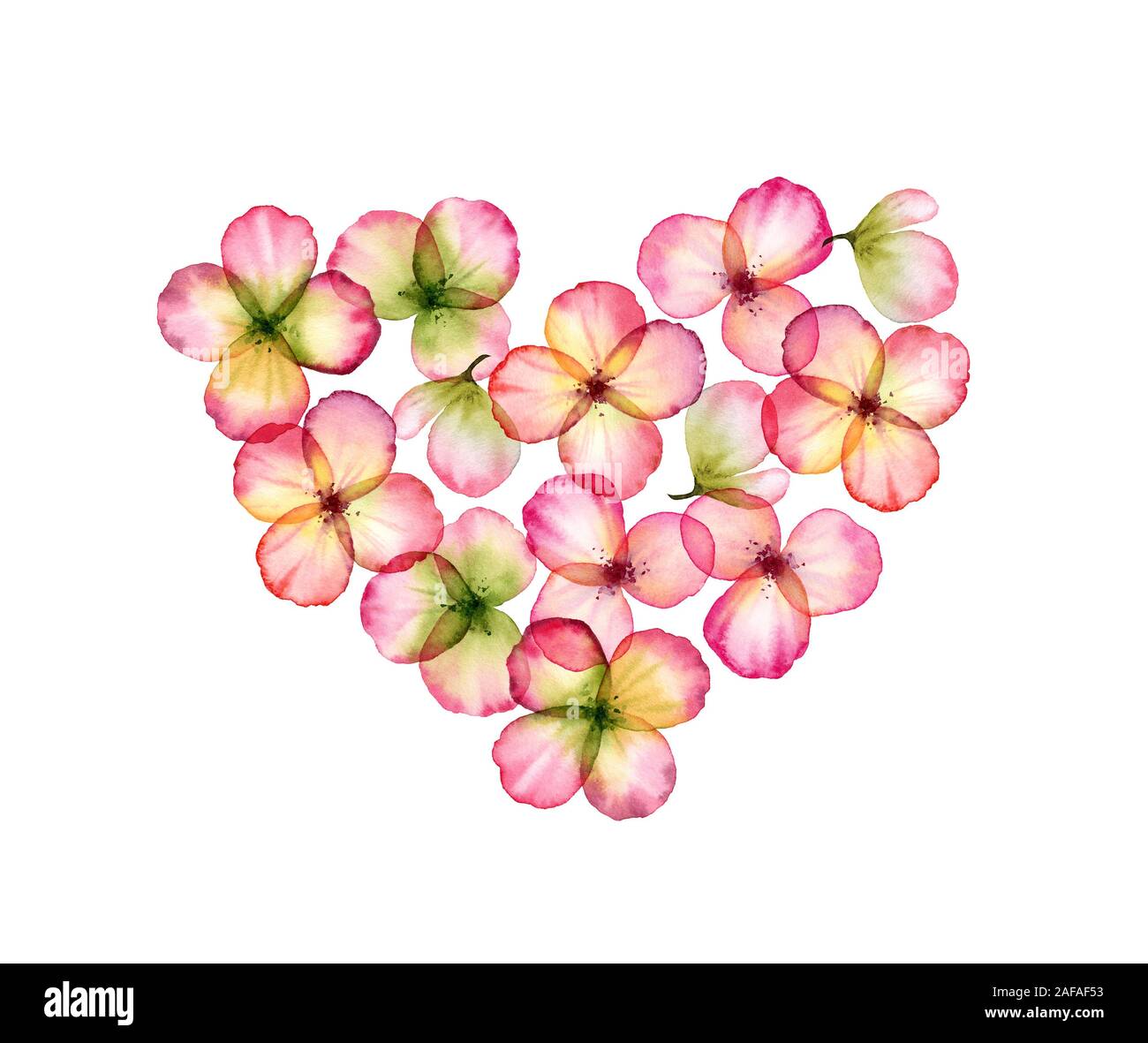 Watercolor heart of flowers. Transparent overlapping petals isolated on white. Botanical floral illustration for Saint Valentine's day greeting cards Stock Photo