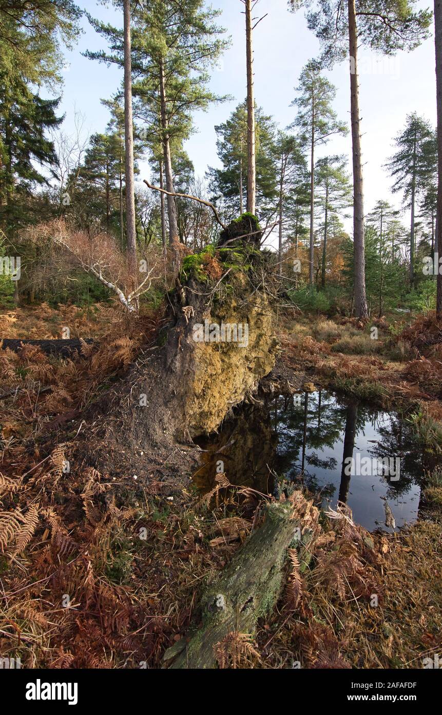 View of fallen tree in Boldrwood,New Forest and water pond Stock Photo