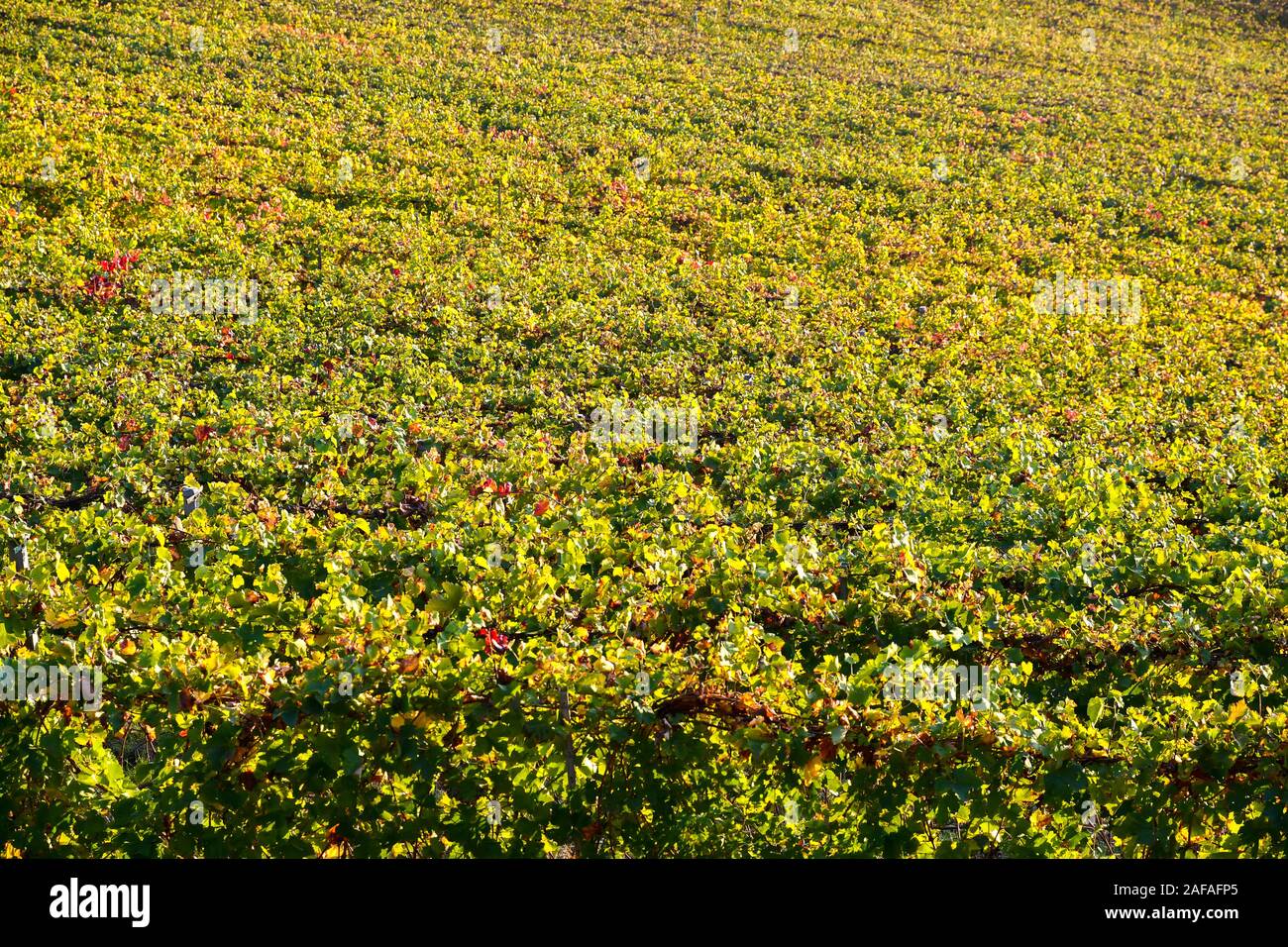 High angle view of a vineyard with rows of vines in autumn, Langhe hills, Unesco World Heritage Site, Barbaresco, Cuneo province, Piedmont, Italy Stock Photo