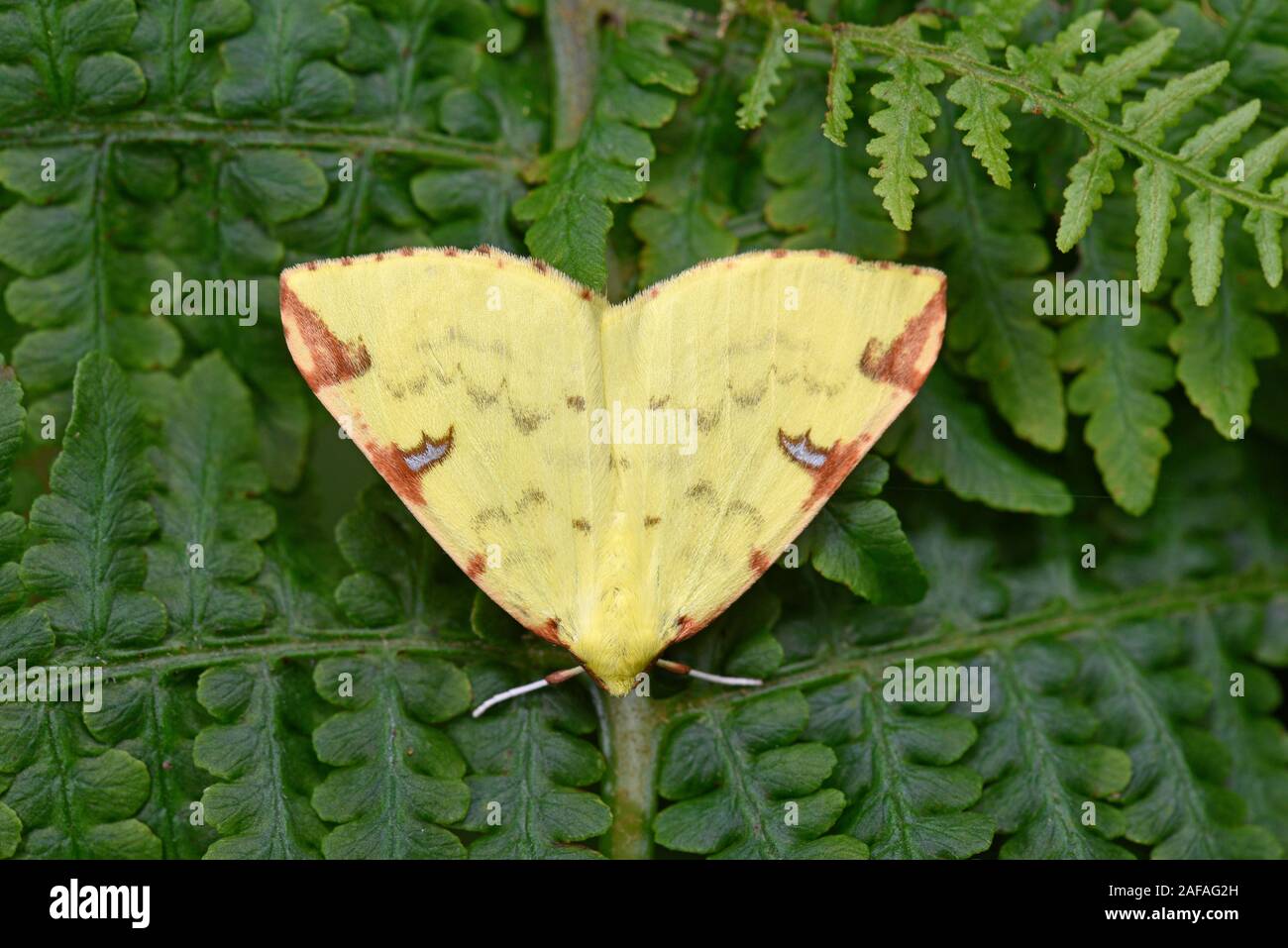 Brimstone Moth (Opisthograptis luteolata) resting on fern leaf, wales, August Stock Photo