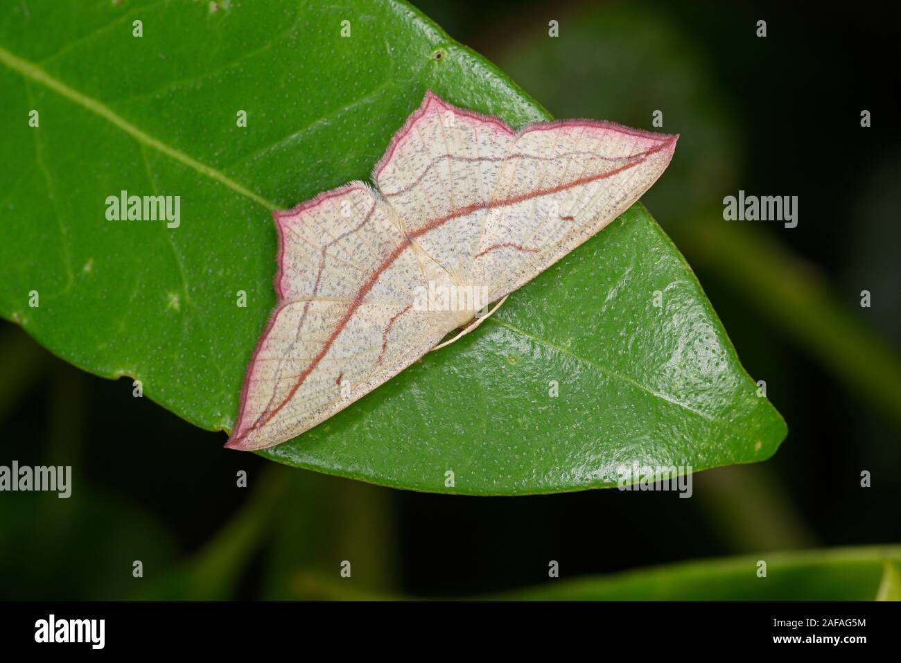 Blood-vein Moth (Timandra comai) resting on leaf, Wales, August Stock Photo