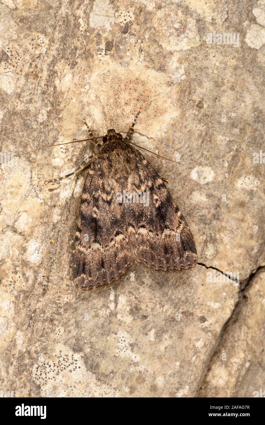 Copper Underwing Moth (Amphipyra pyramidea) at rest on tree trunk, Wales, July Stock Photo