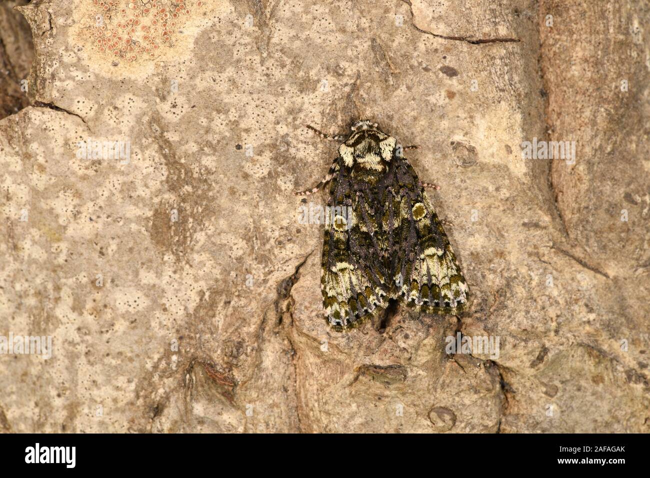 Coronet Moth (Craniophora ligustri) at rest on tree trunk, Wales, July Stock Photo
