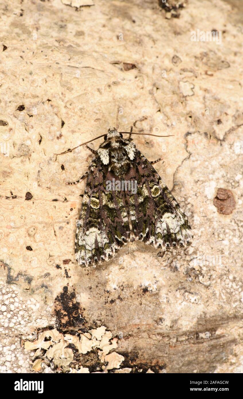 Coronet Moth (Craniophora ligustri) at rest on tree trunk, Wales, July Stock Photo