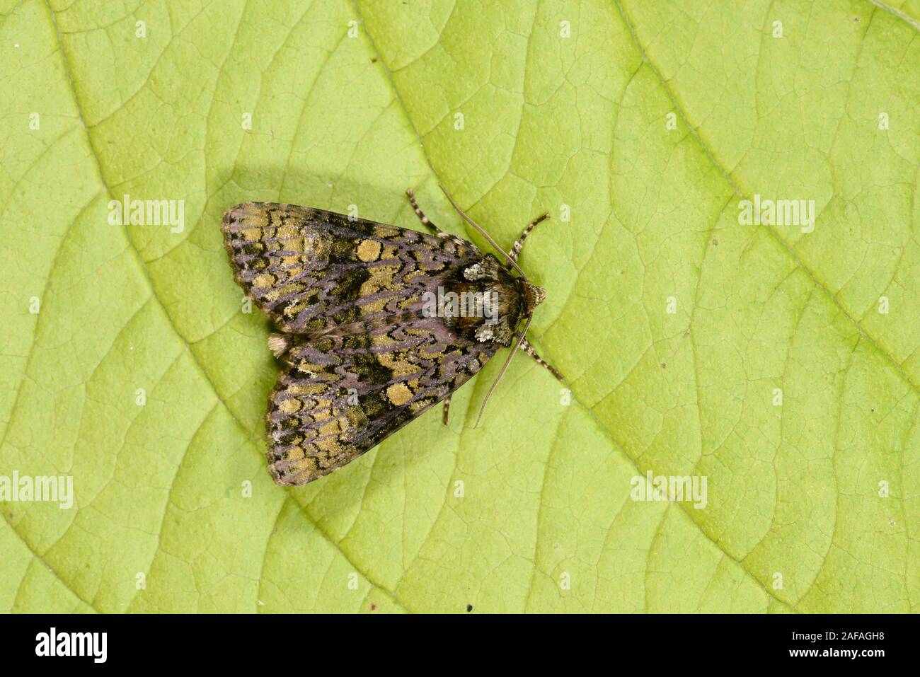 Coronet Moth (Craniophora ligustri) green form, at rest on leaf, Wales, July Stock Photo