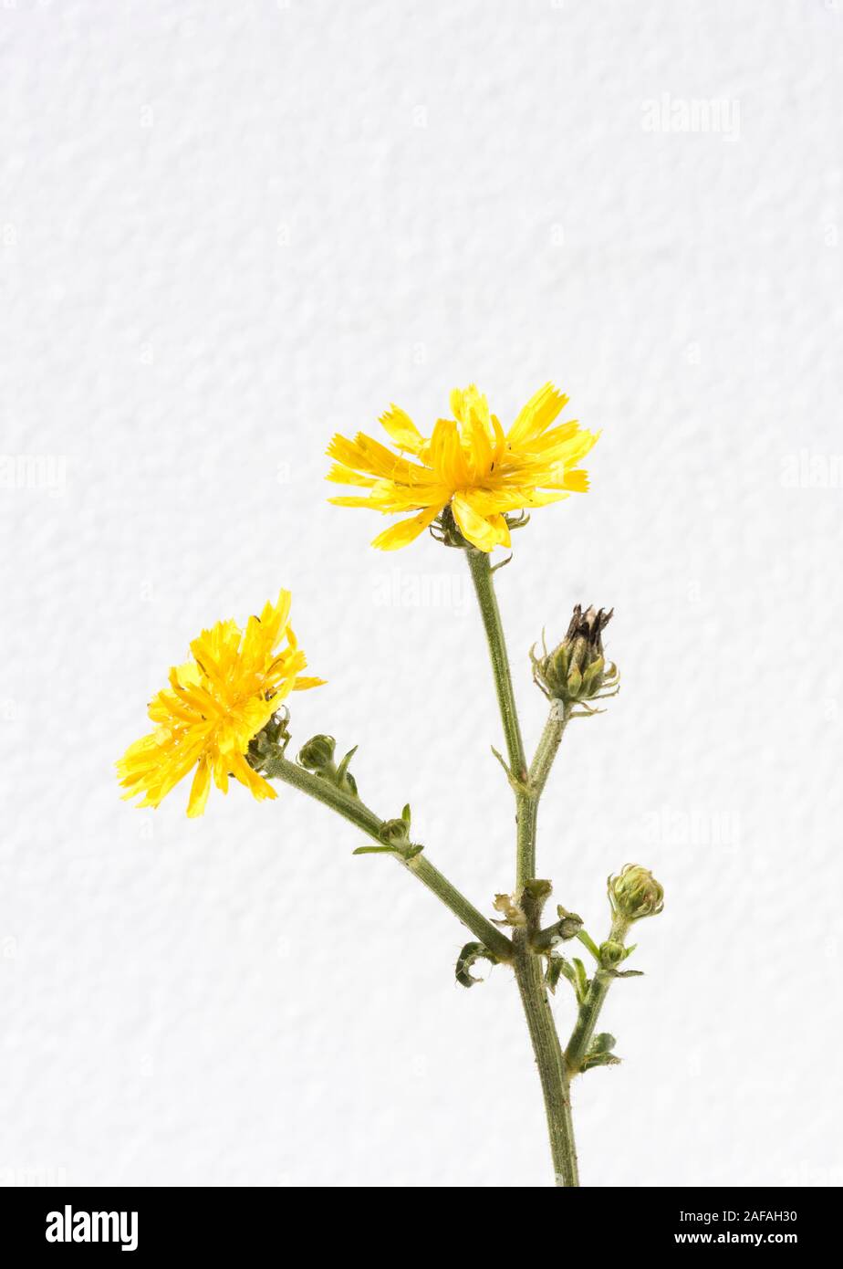 isolated yellow flower of weed Stock Photo