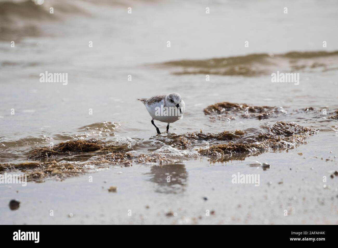 Bolivar flats shorebird sanctuary hires stock photography and images