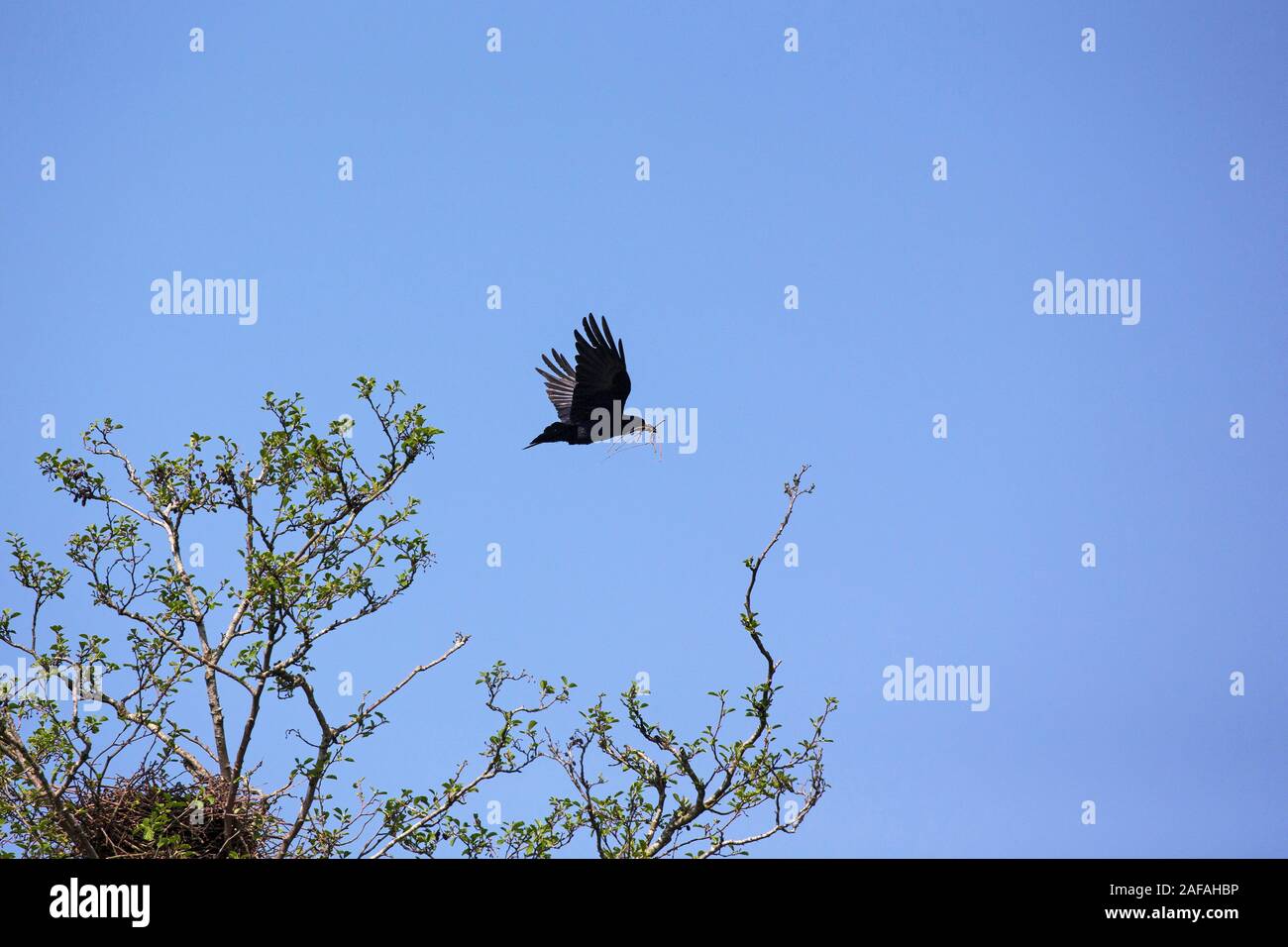 Rook Corvus frugilegus taking off from rookery in an Alder Alnus glutinosa, Ringwood, Hampshire, England, UK, April 2018 Stock Photo