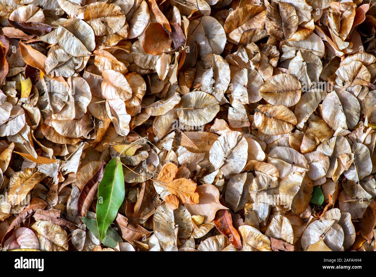 Textured arrangement of leaves hi-res stock photography and images - Alamy