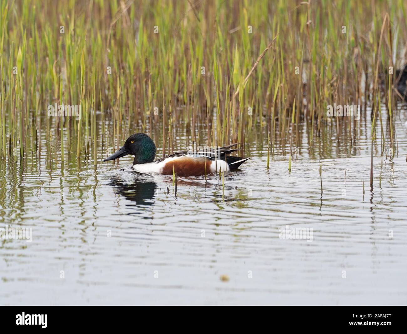 Northern shoveler Anas clypeata male amongst emerging reeds, from Tor View Hide, Ham Wall RSPB Reserve, part of the Avalon Marshes, Somerset Levels an Stock Photo