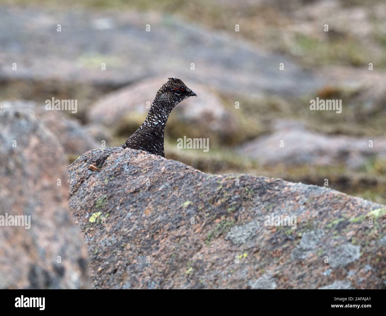 Rock ptarmigan Lagopus mutus peering out from behind a rock on Cairngorm, Cairngorms National Park, Highland Region, Scotland, UK, May 2019 Stock Photo