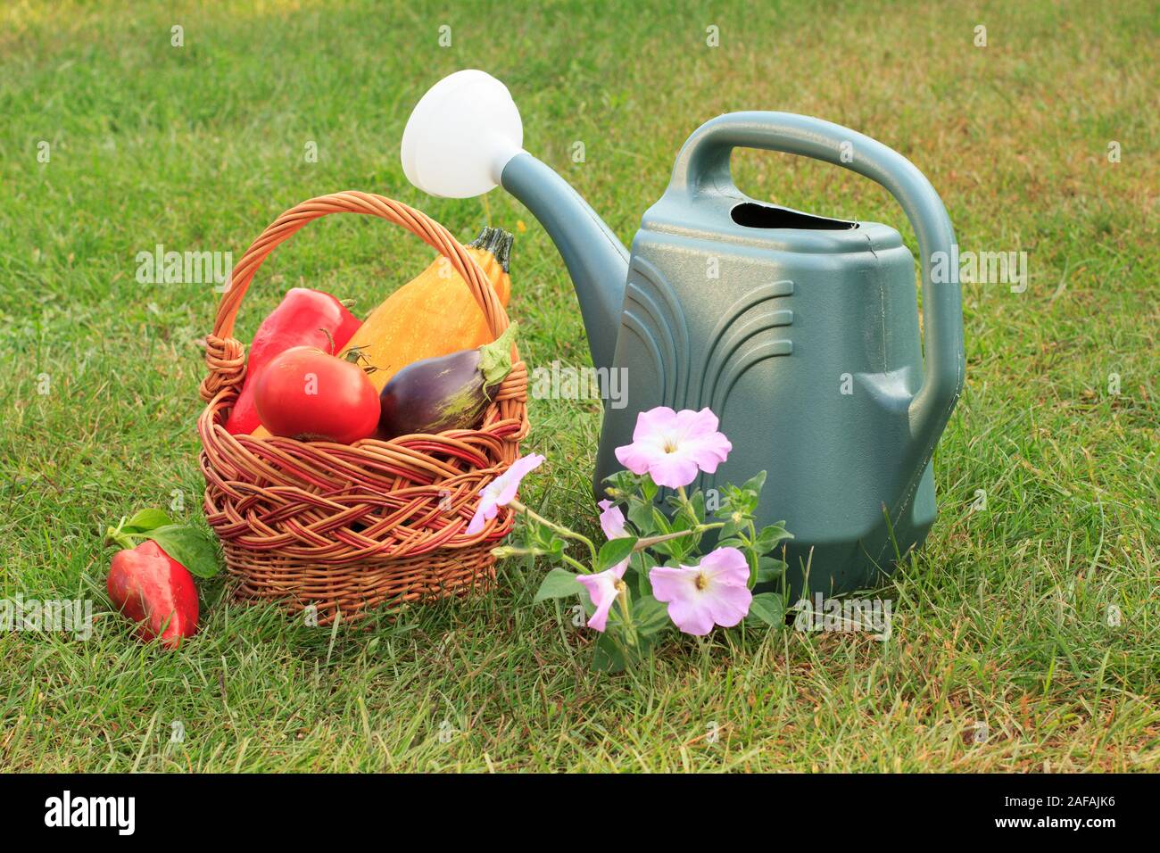 Just picked zucchini, eggplant, tomato and bell pepper with a wicker basket, watering can and flowers on green grass. Just harvested vegetables. Stock Photo