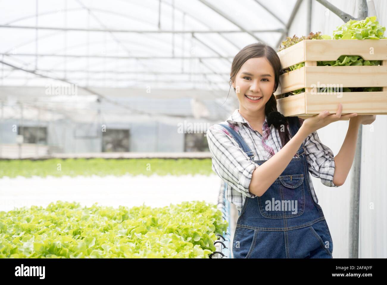 Asian young girl farmer in greenhouse hydroponic holding basket of ...
