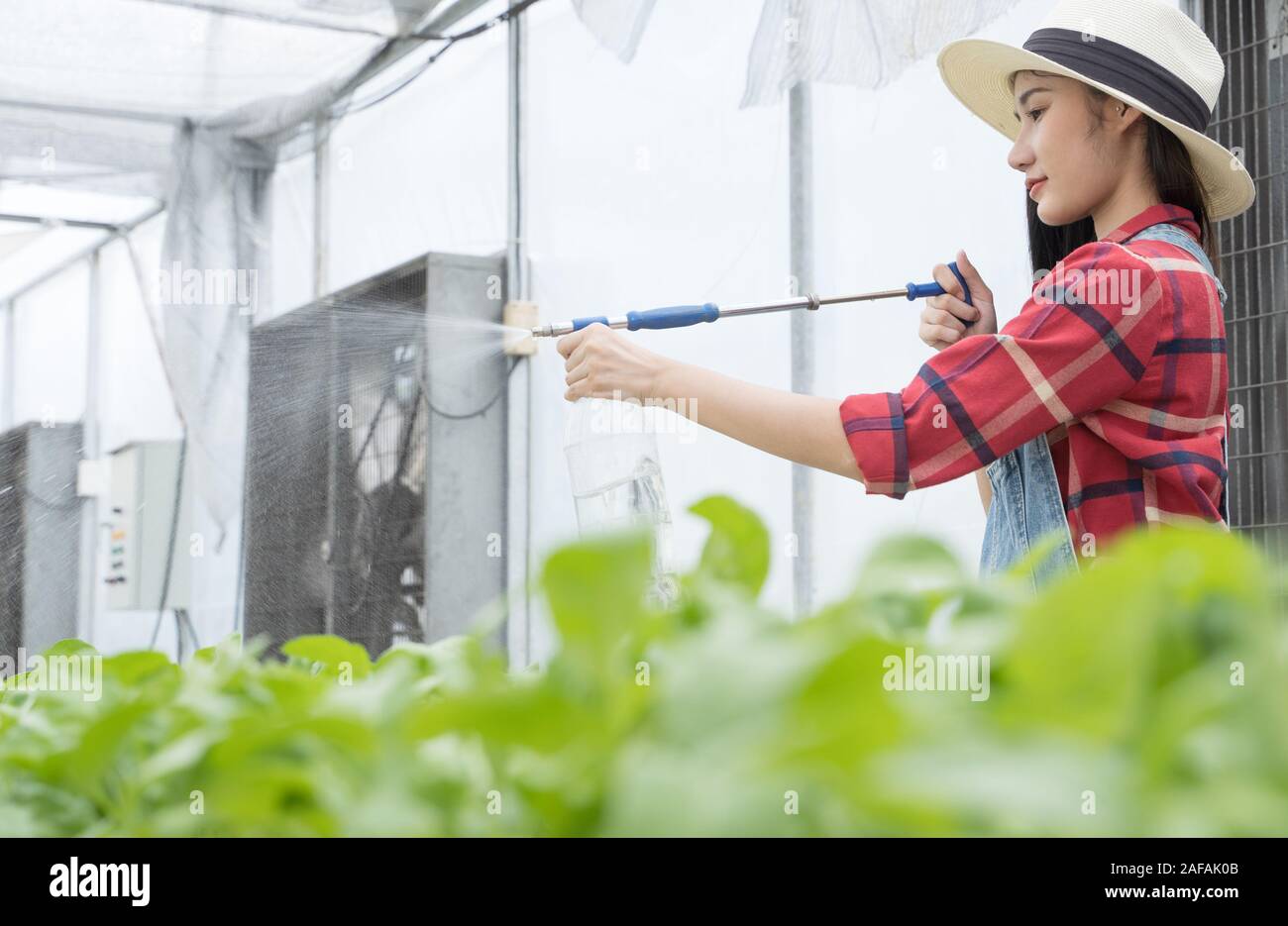 Asian young girl farmer in greenhouse hydroponic she water spraying on ...