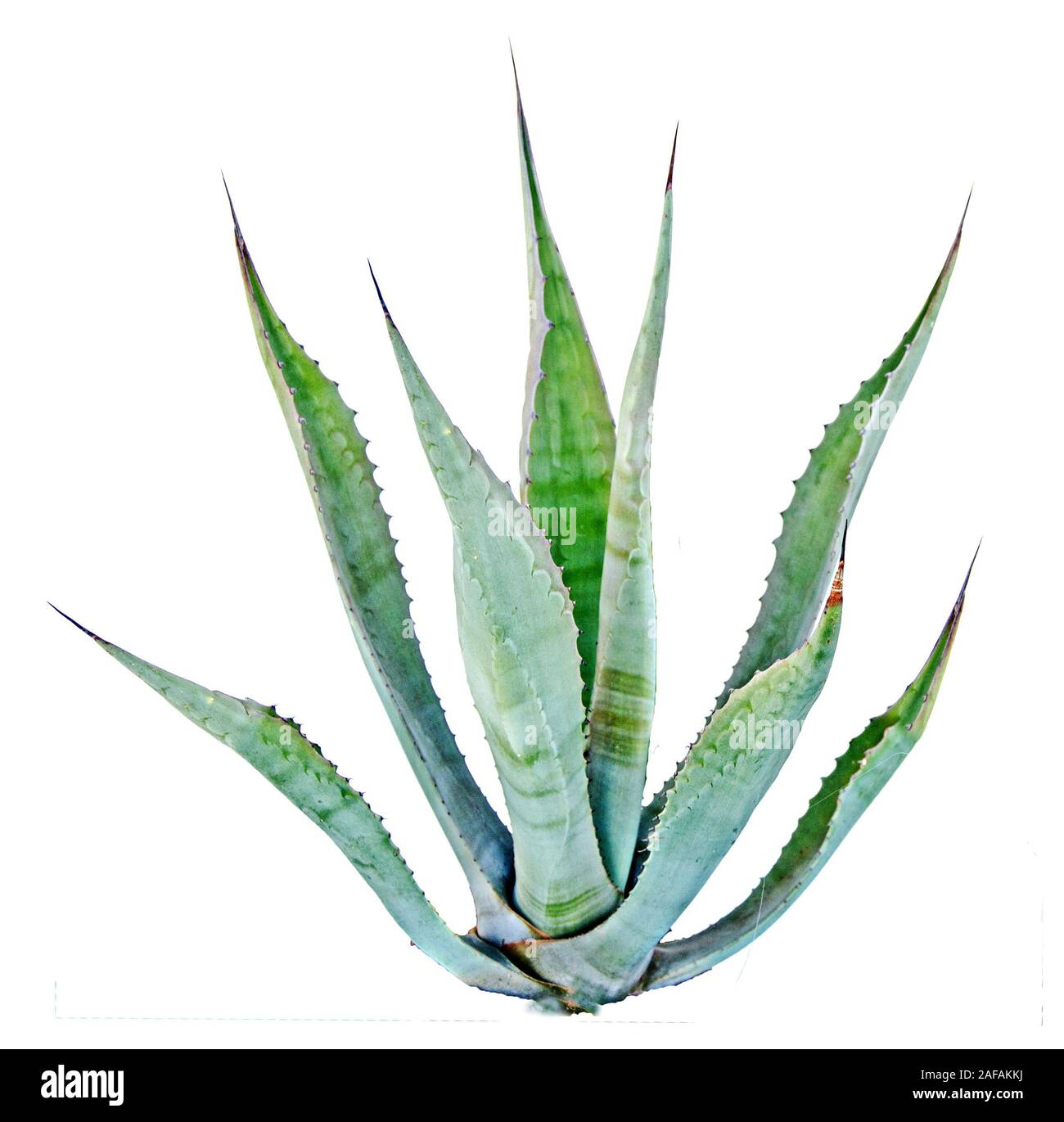 Aloe isolated on white background Stock Photo - Alamy