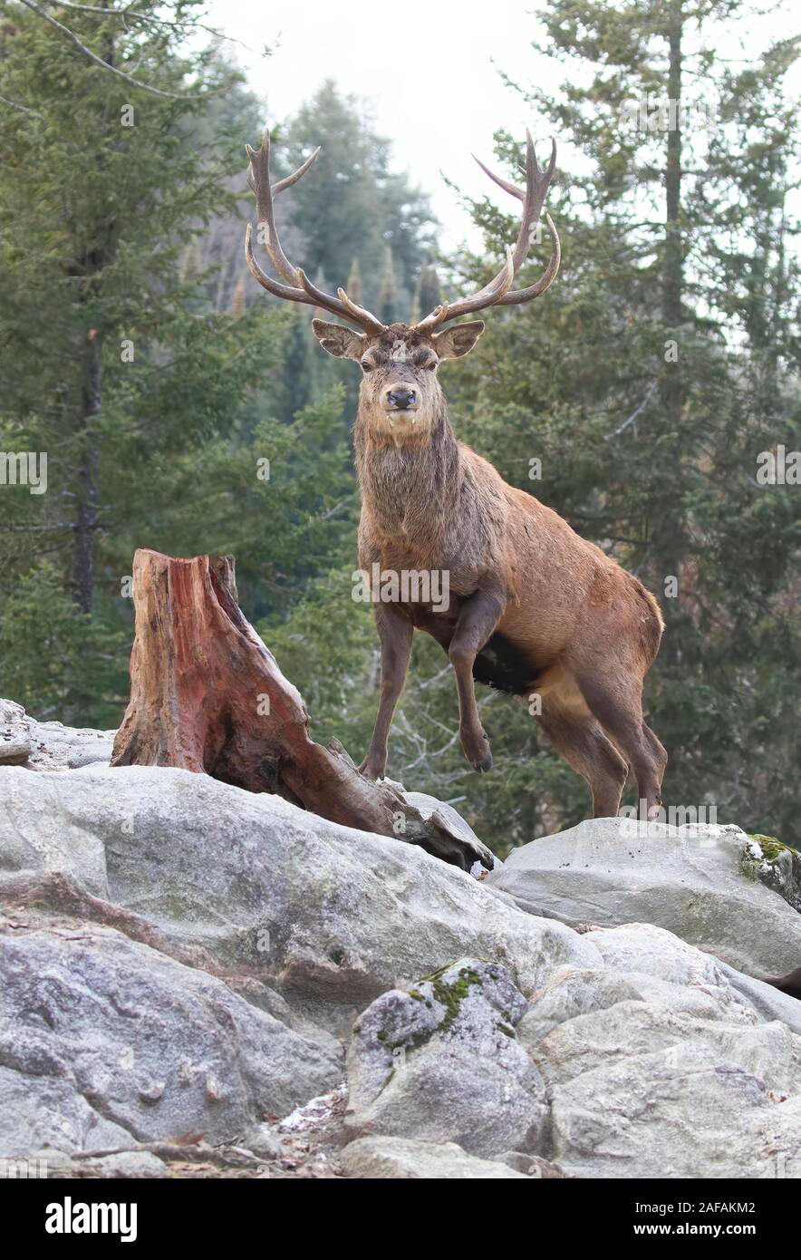 deer stags canada