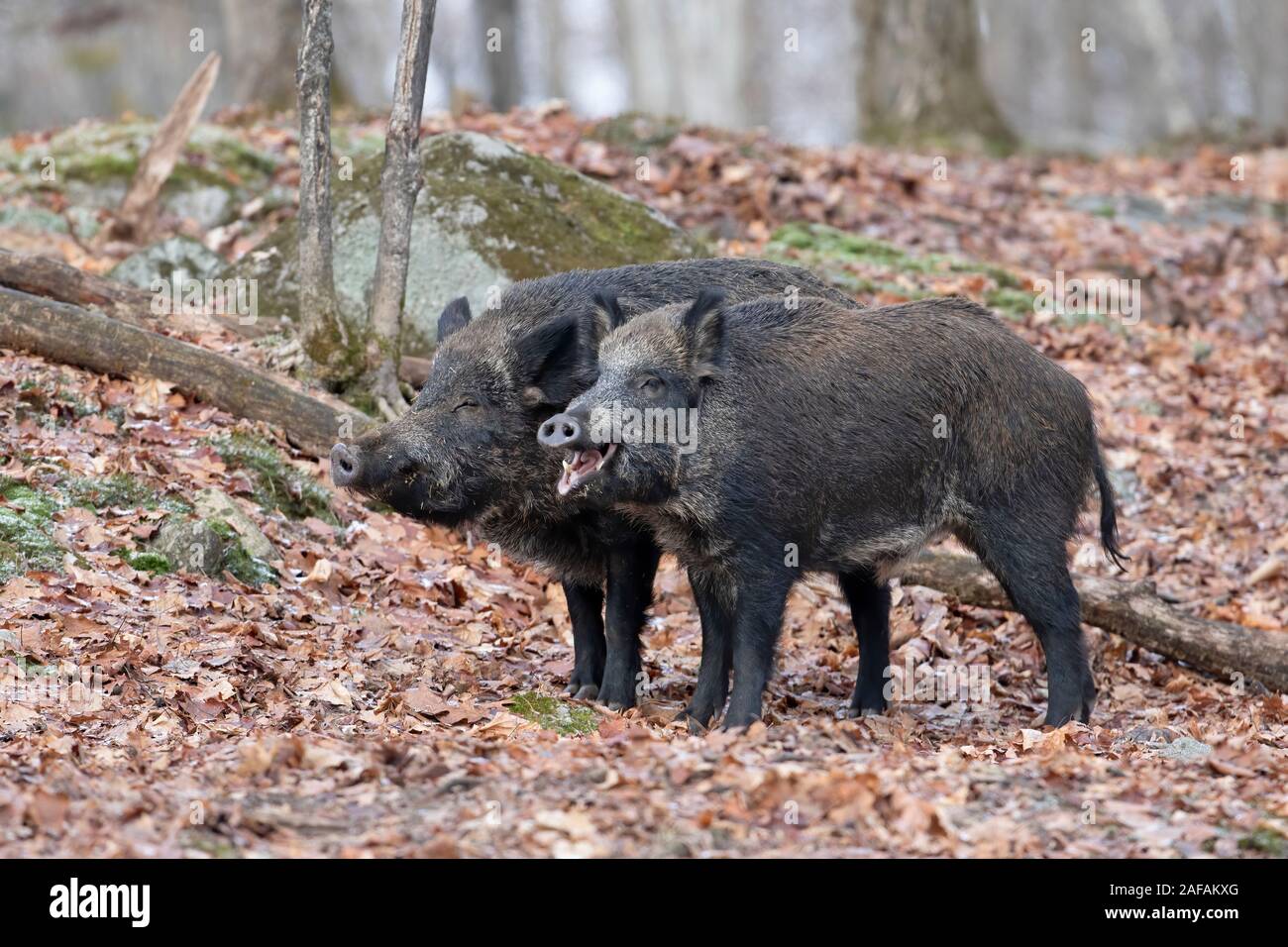 Two wild boars standing in the forest in Canada Stock Photo