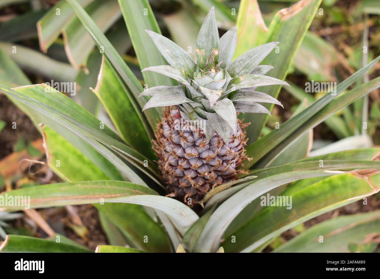Growing ananas, pineapple plant close up  Stock Photo