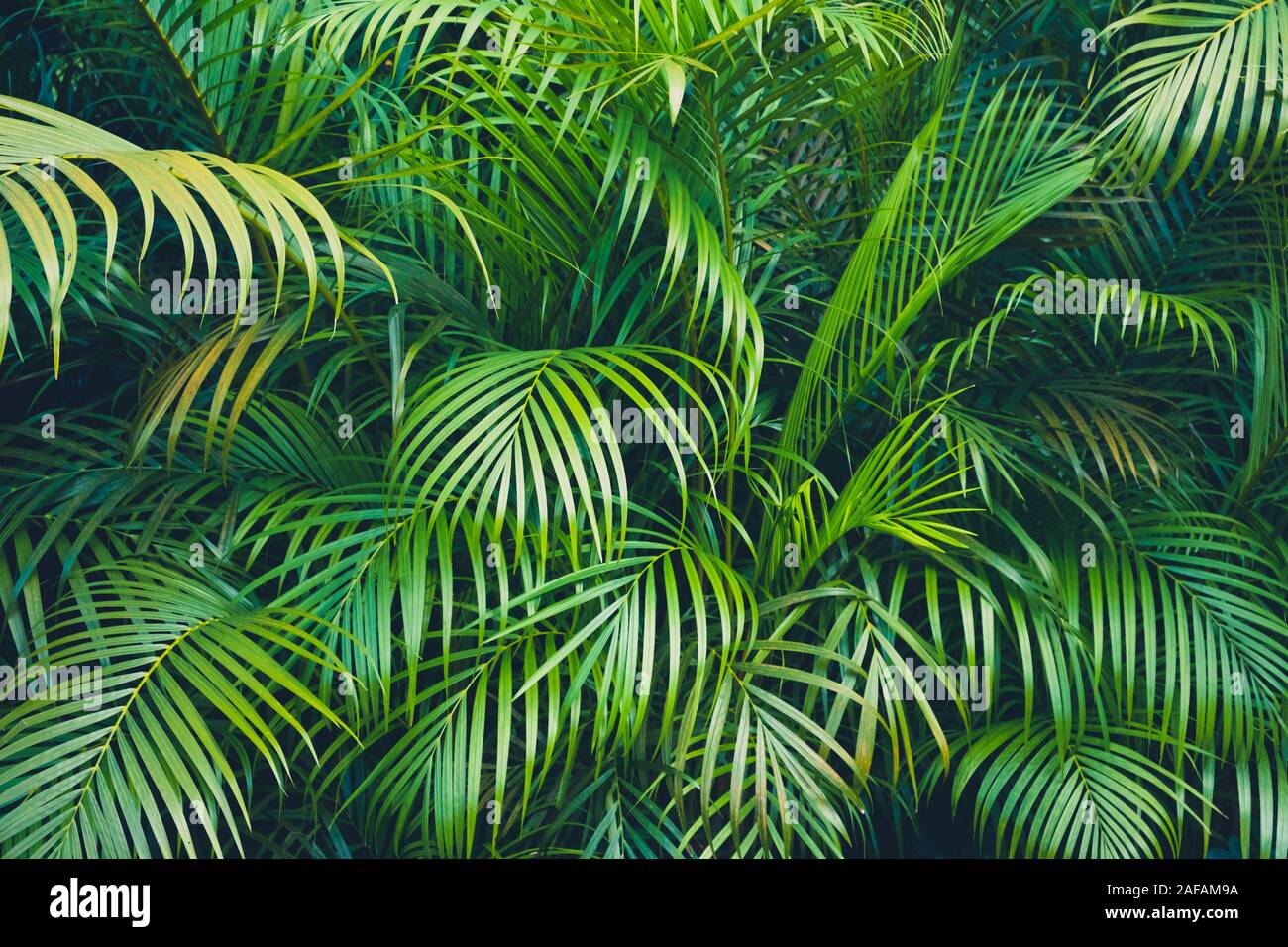 tropical plant backgound - palm tree leaves  - Stock Photo