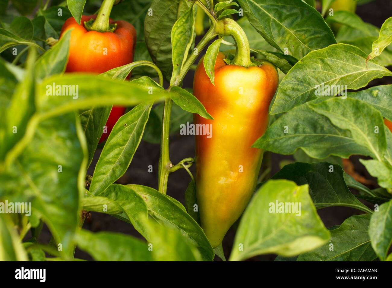 Ripe bell pepper with green leaves growing on the garden bed. Bulgarian or sweet pepper plant. Stock Photo