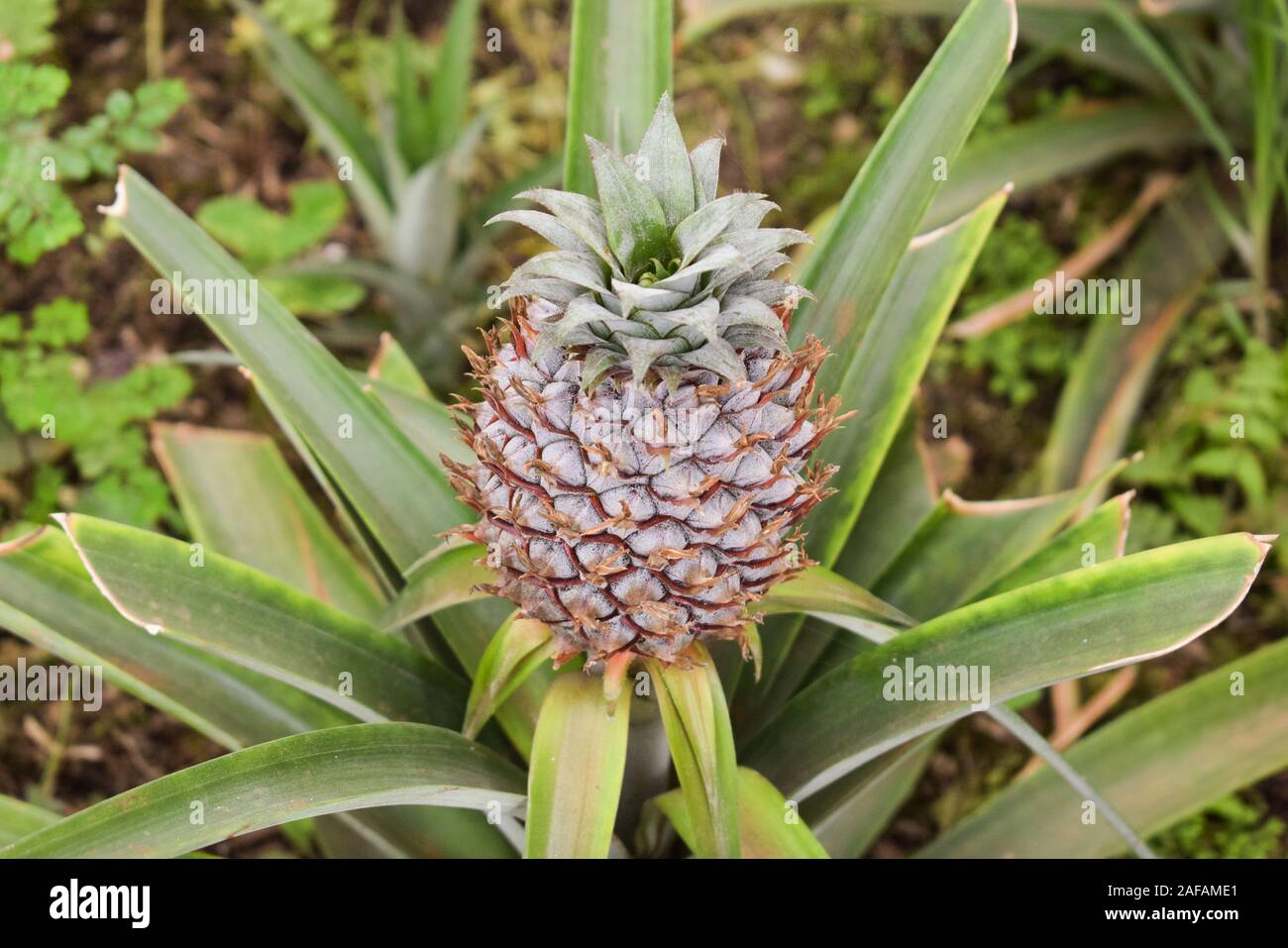 Growing ananas, pineapple plant close up Stock Photo Alamy