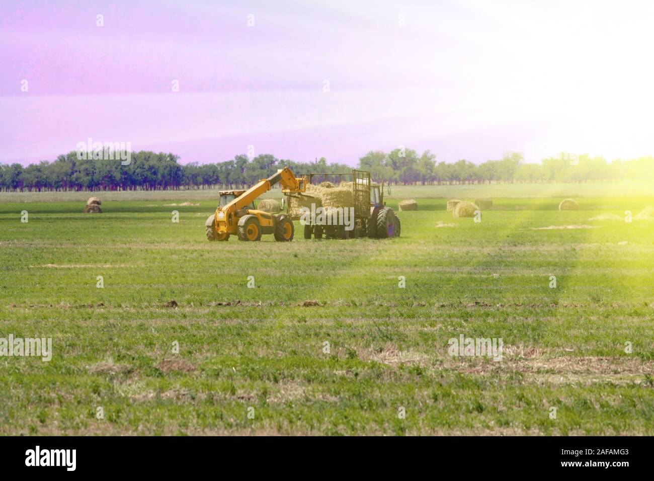 An agricultural tractor loader loads bales of hay into a tractor trailer on the field Stock Photo