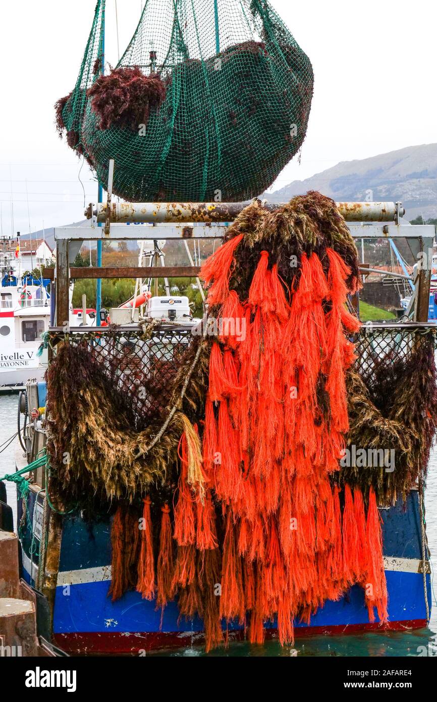 Unloading red algae, fishing harbor of Saint-Jean de Luz, Pyrénées-Atlantiques, France Stock Photo