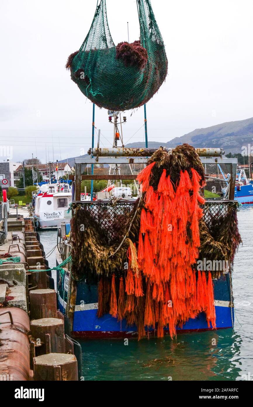 Unloading red algae, fishing harbor of Saint-Jean de Luz, Pyrénées-Atlantiques, France Stock Photo