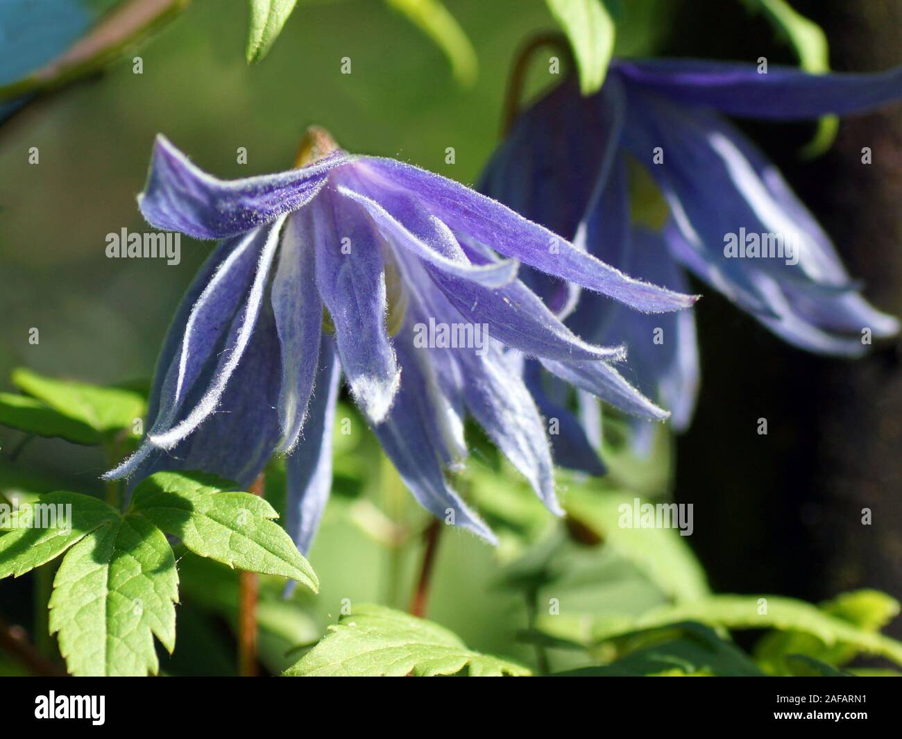 Blue double Atragene (clematis) variety Cecile blooms in the garden. Beautiful blue summer flowers in a vertical garden gardening. Stock Photo