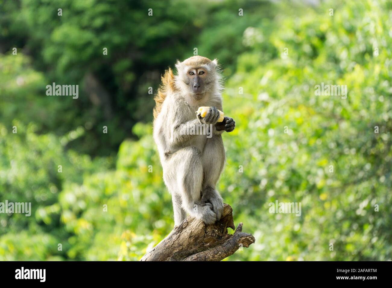Wild crab eating macaque also known as long tailed macaque is eating