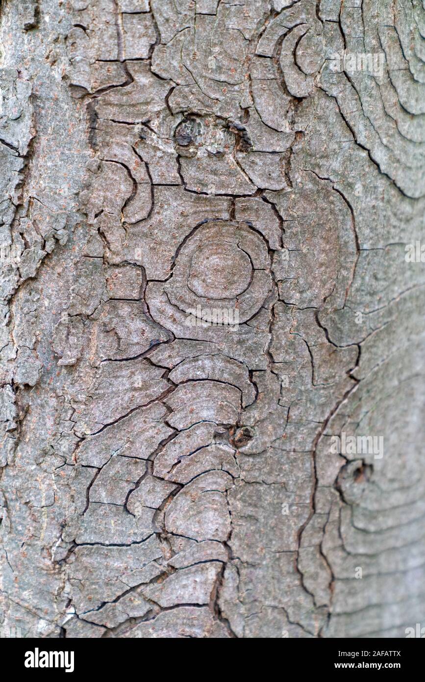 Dry tree bark texture background Stock Photo