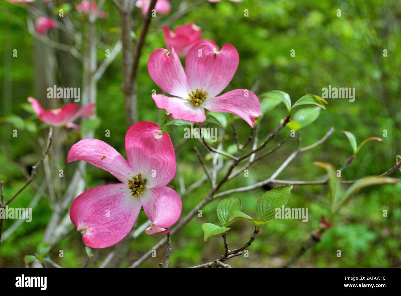 Pink Cornus florida rubra tree also known as pink flowering dogwood tree Stock Photo