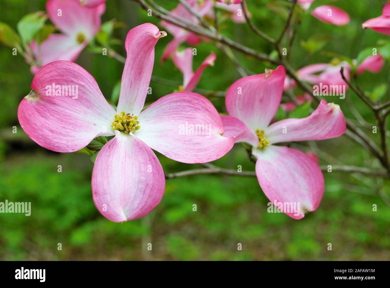 Pink Cornus florida rubra tree also known as pink flowering dogwood tree Stock Photo