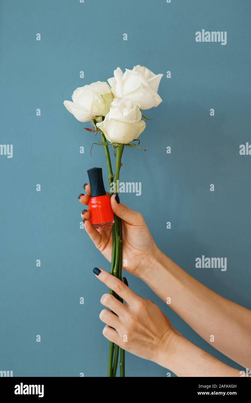 Female hand holds red nail varnish and white roses Stock Photo