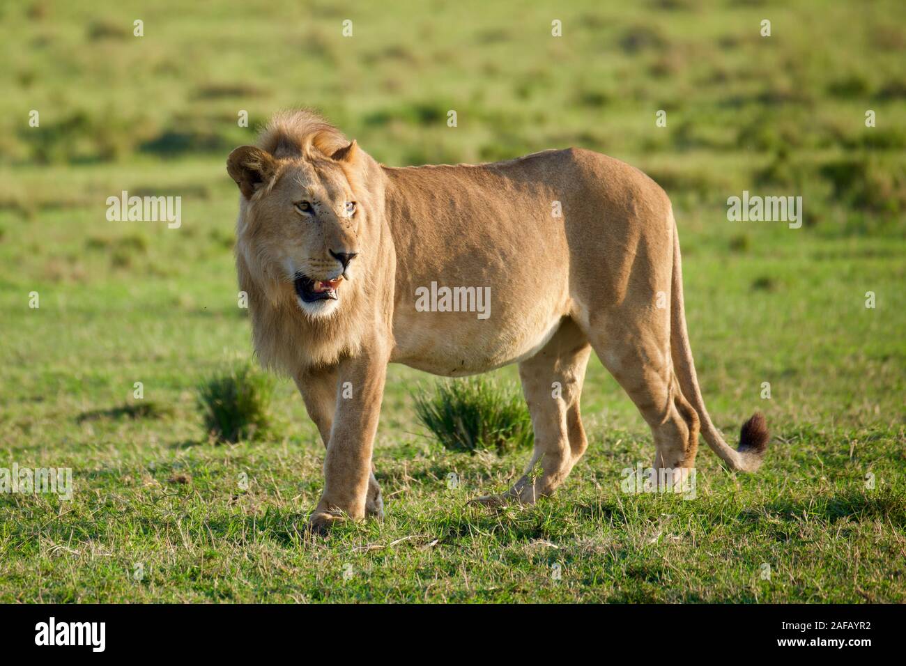 Lions of maasai mara hi-res stock photography and images - Alamy