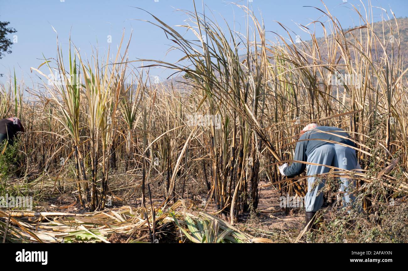 Sugarcane plantation burn and havesting Stock Photo Alamy