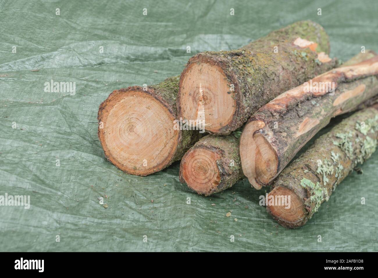 Fatwood sticks from a Monteray Pine / Pinus radiata. Fatwood is
