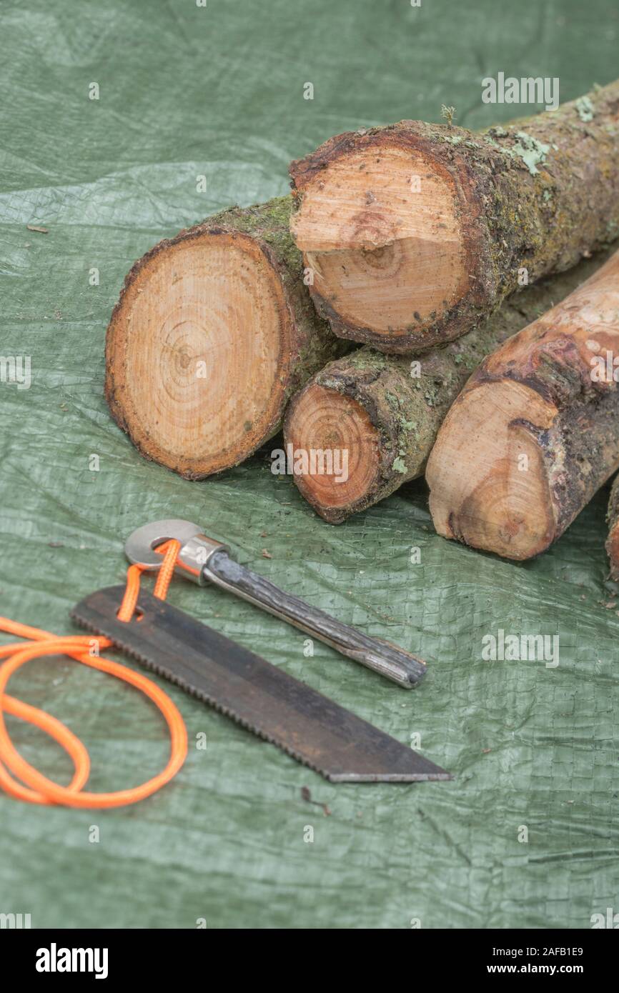 Firesteel with fatwood sticks from a Monteray Pine / Pinus radiata