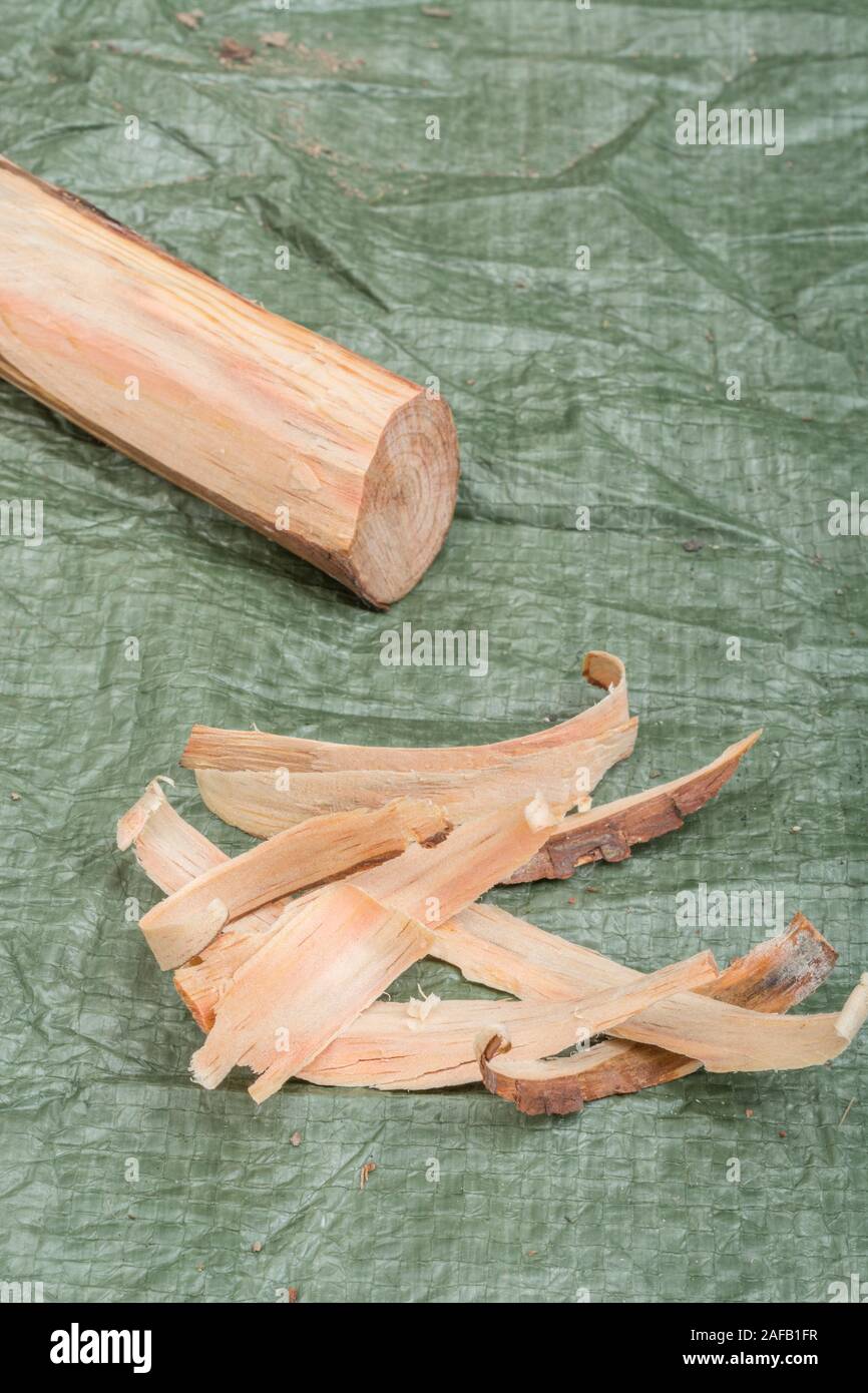 Fatwood stick & tinder from a Monteray Pine / Pinus radiata. Fatwood is flammable resinous wood material from fallen pine trees. Survival skills. Stock Photo