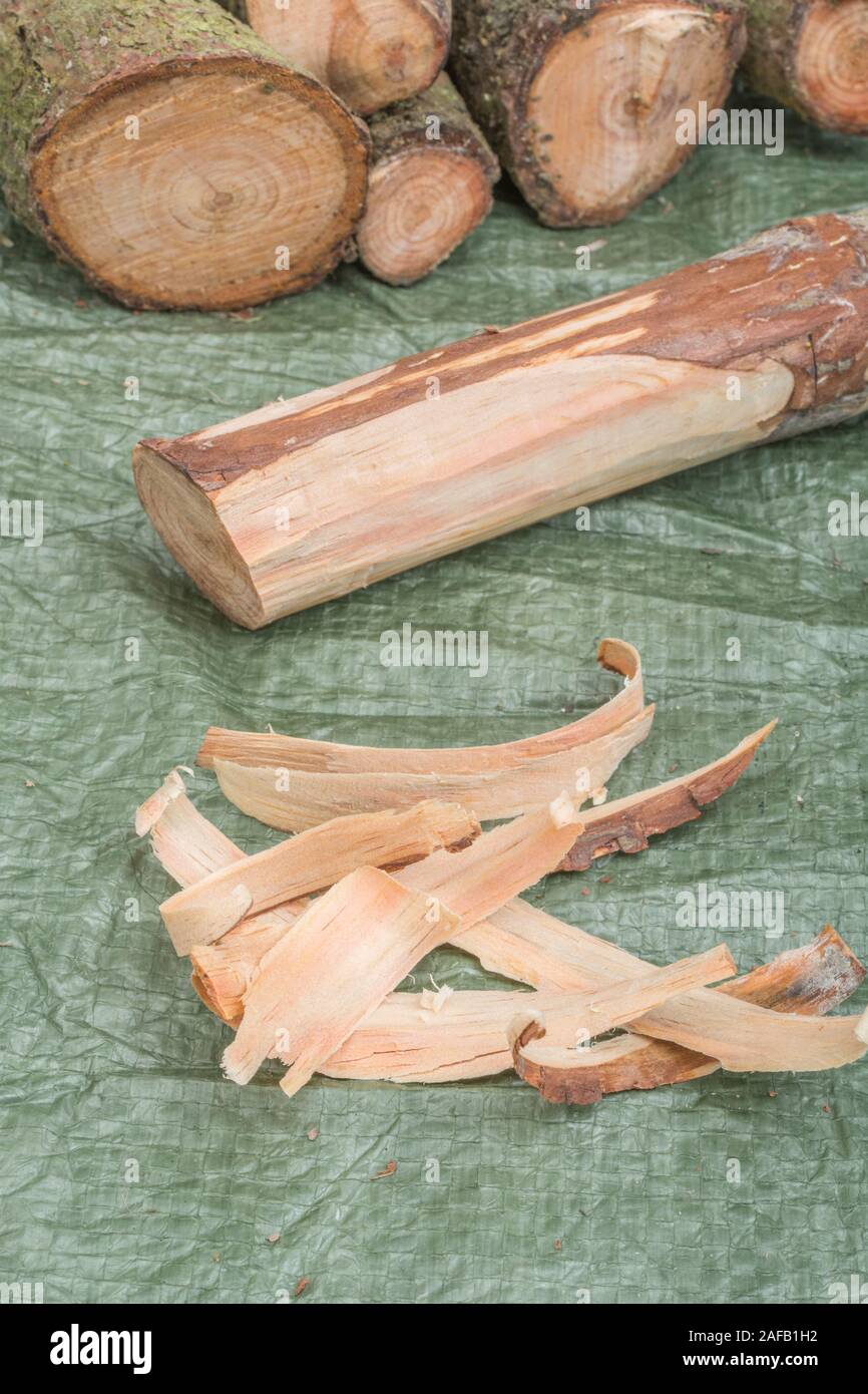 Fatwood sticks & tinder from a Monteray Pine / Pinus radiata. Fatwood
