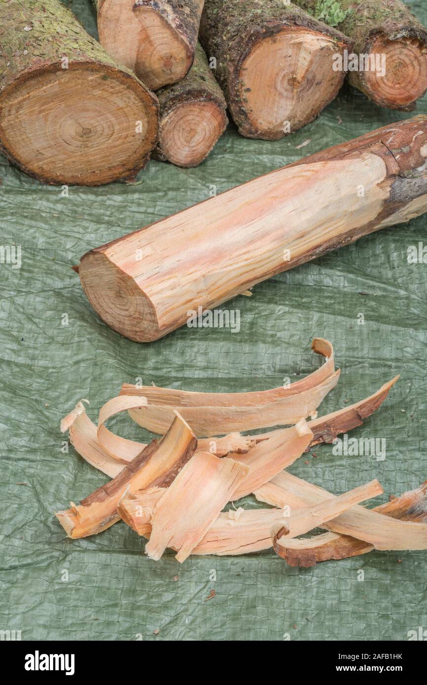 Fatwood sticks & tinder from a Monteray Pine / Pinus radiata. Fatwood