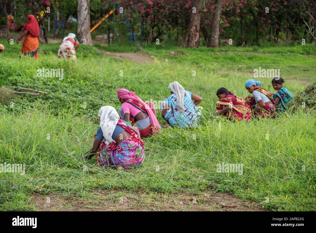 AMRAVATI, MAHARASHTRA, INDIA, JULY - 5, 2017: Unidentified woman worker working in the field, Gardening scene at park, woman worker cutting unwanted g Stock Photo